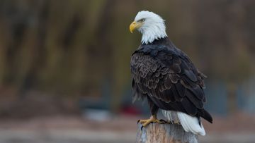 4K Papers - Bald Eagle wallpaper - Android / iPhone HD Wallpaper Background Download